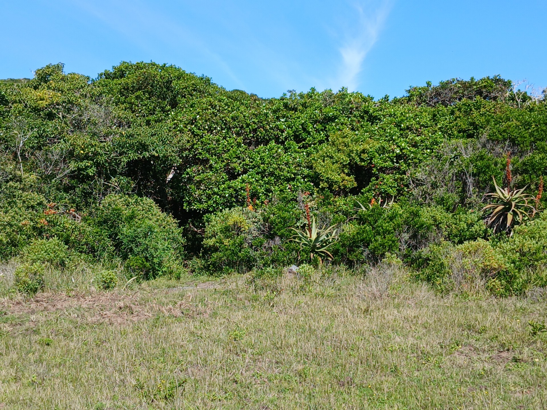 Small Holding for sale in Port Alfred Central, Port Alfred, 71700 m²