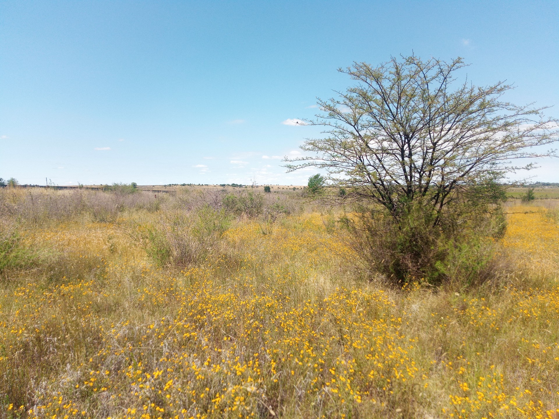 Vacant Land For Sale in Koppies 3