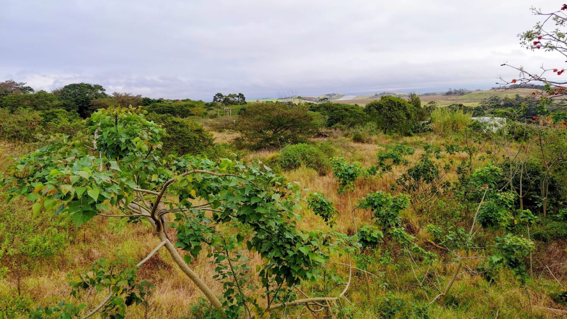 Vacant Land for sale in Zimbali Estate, Ballito, KwaZulu Natal, 1569 ZIMBALI DRIVE, Zimbali Estate, Ballito, KwaZulu Natal, 14400 m²