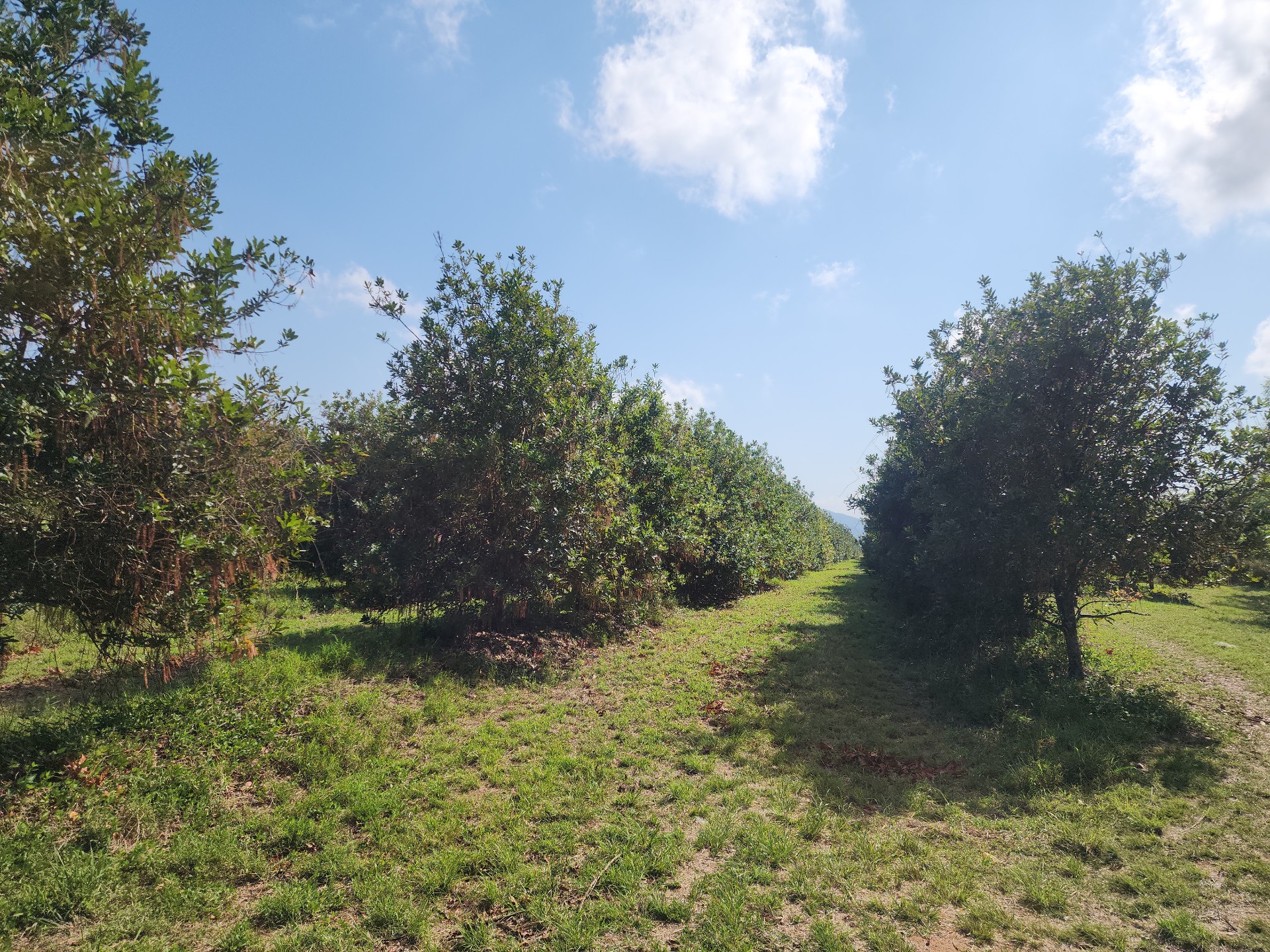 Farm for sale in Levubu, Louis Trichardt Rural, Louis Trichardt