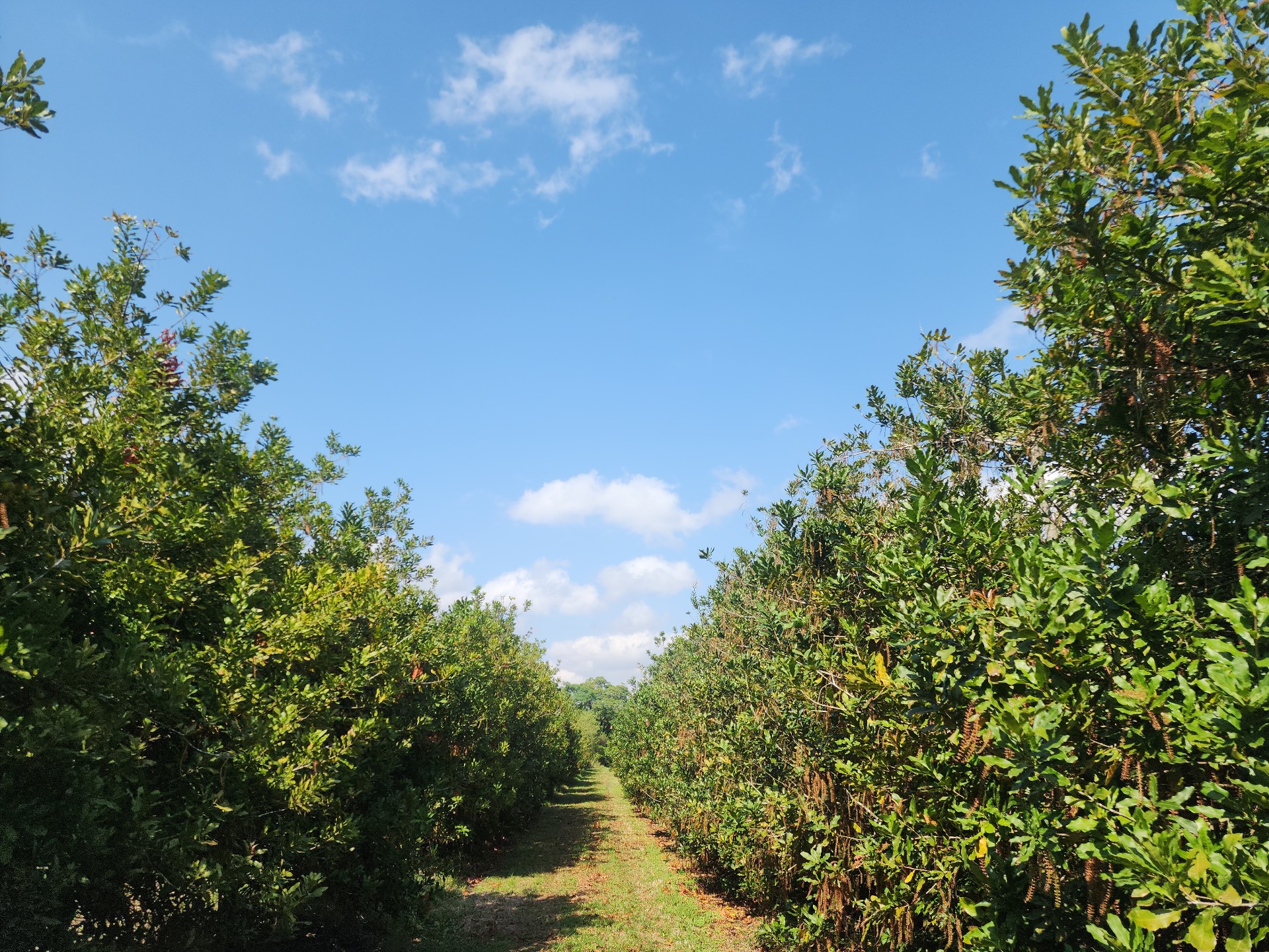 Farm for sale in Levubu, Louis Trichardt Rural, Louis Trichardt