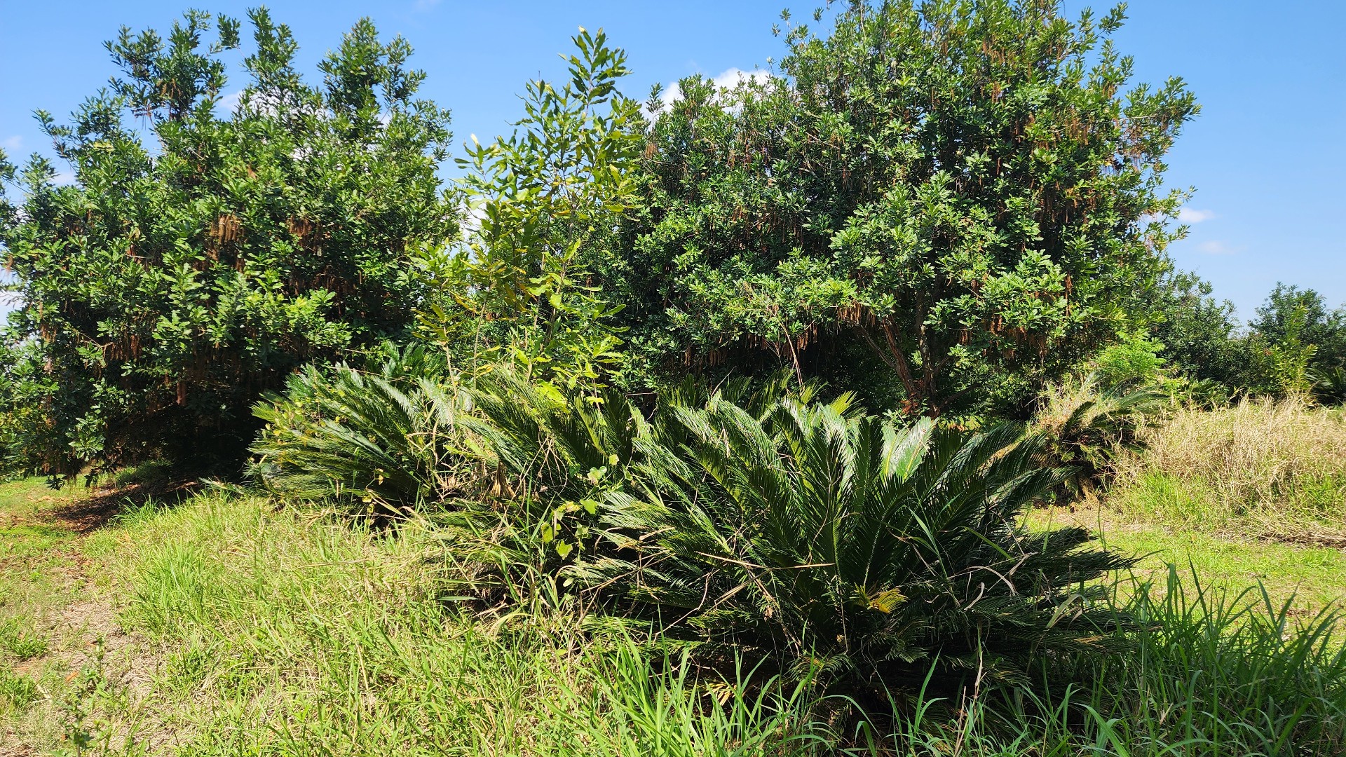 Farm for sale in Levubu, Louis Trichardt Rural, Louis Trichardt