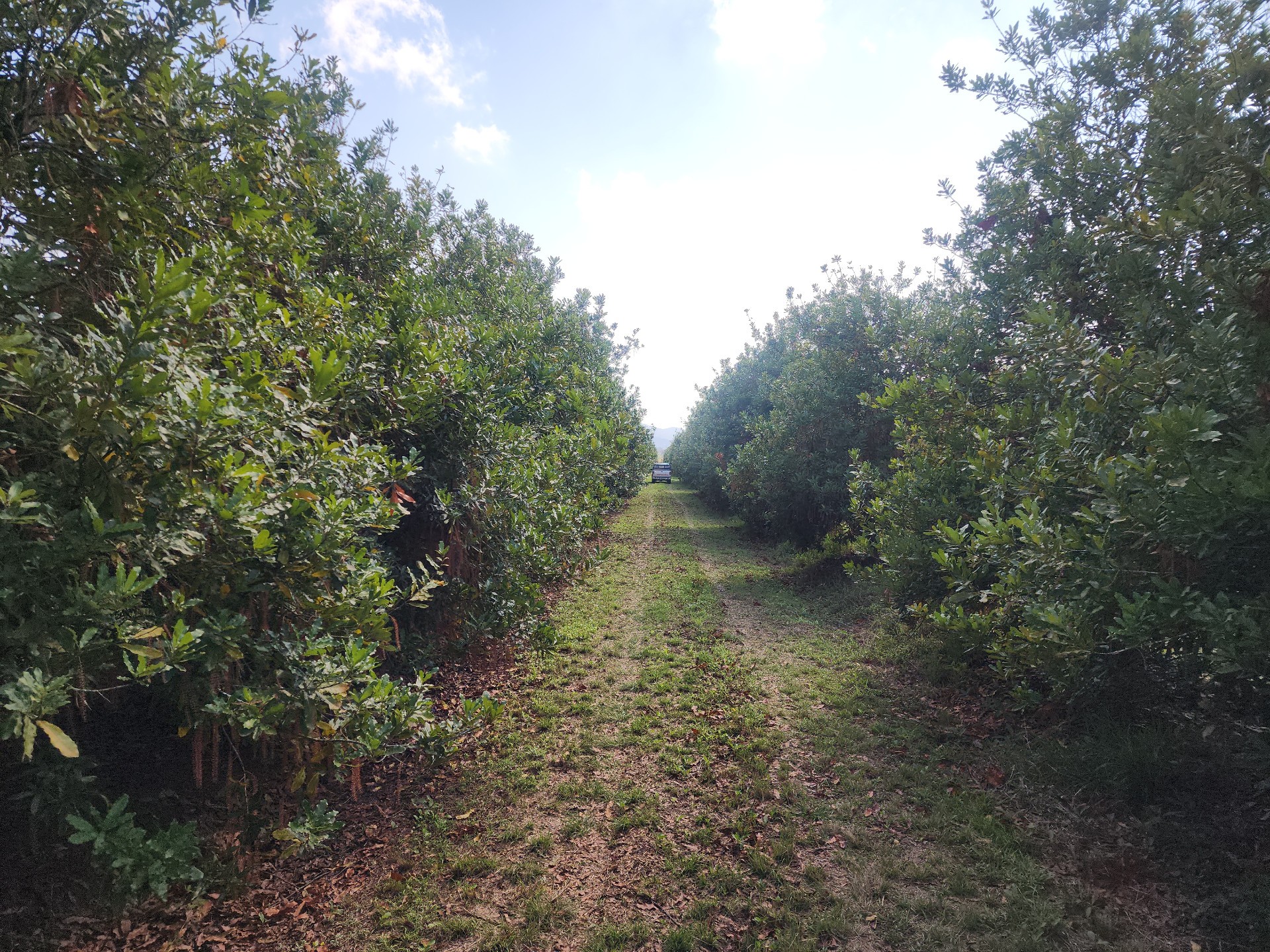 Farm for sale in Levubu, Louis Trichardt Rural, Louis Trichardt