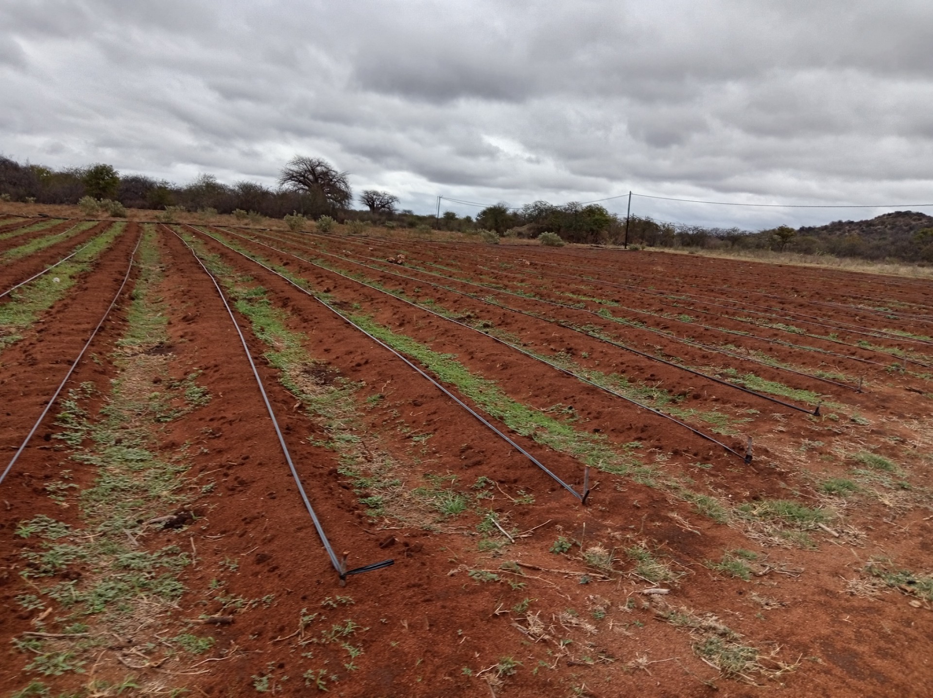 Farm for sale in Tshiungani, Musina Rural, Musina, 400000 m²