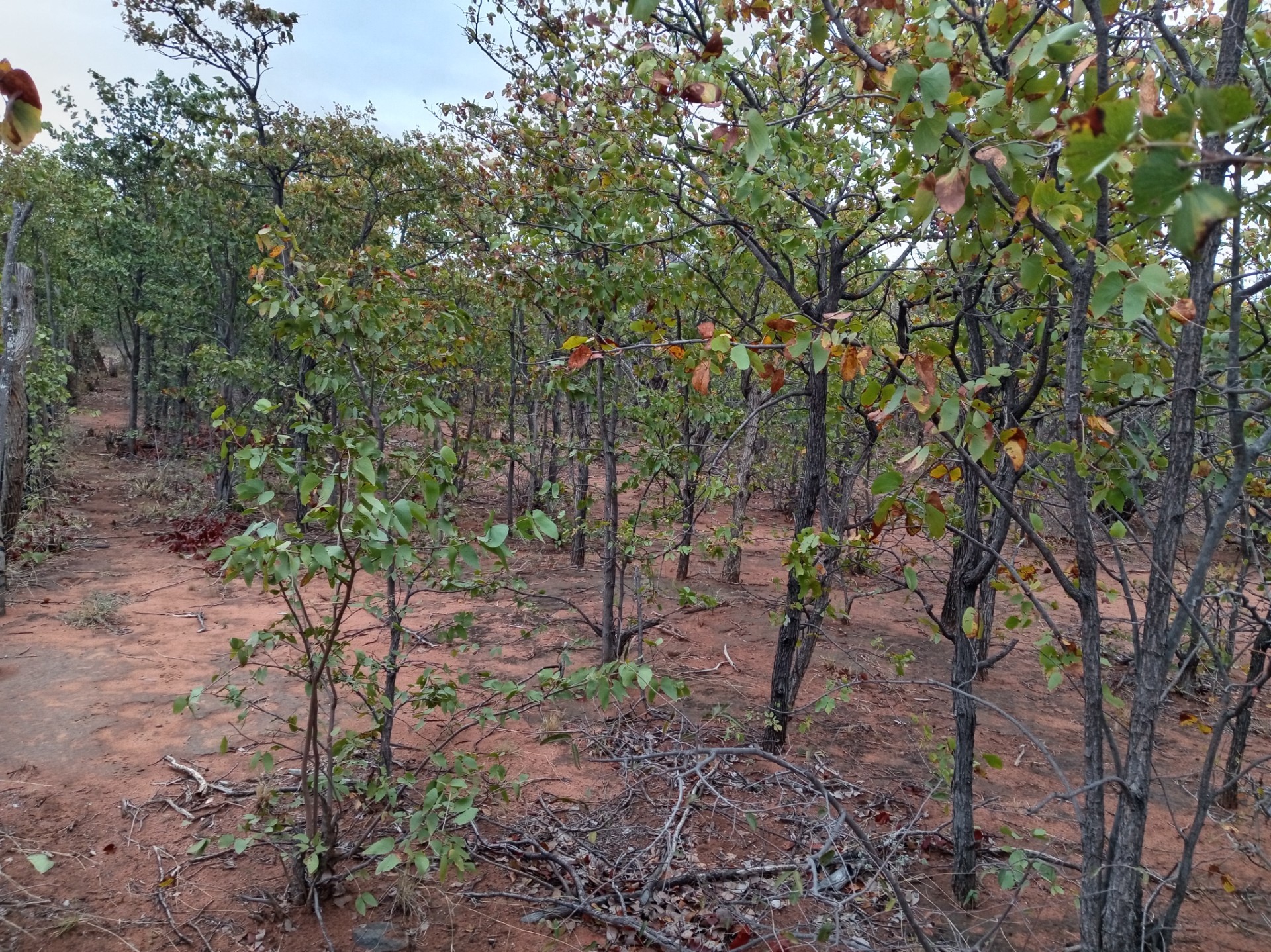 Farm for sale in Tshiungani, Musina Rural, Musina, 400000 m²