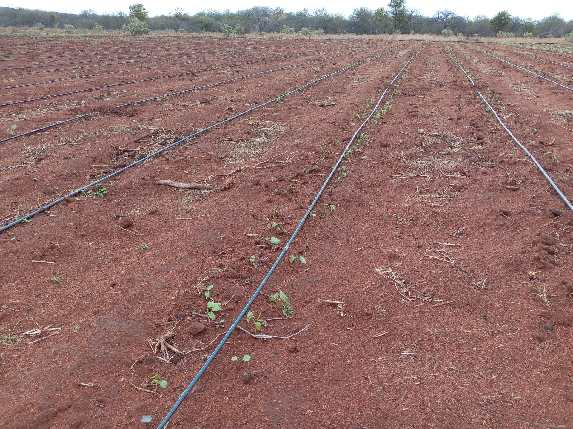 Farm for sale in Tshiungani, Musina Rural, Musina, 400000 m²