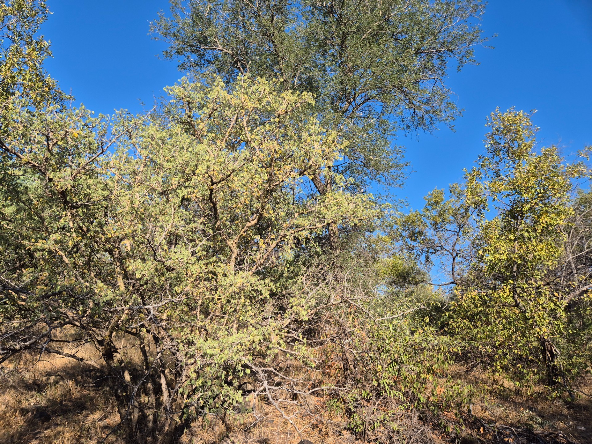 Vacant Land for sale in Elephant Rock Eco Estate, Hoedspruit, 2629 m²