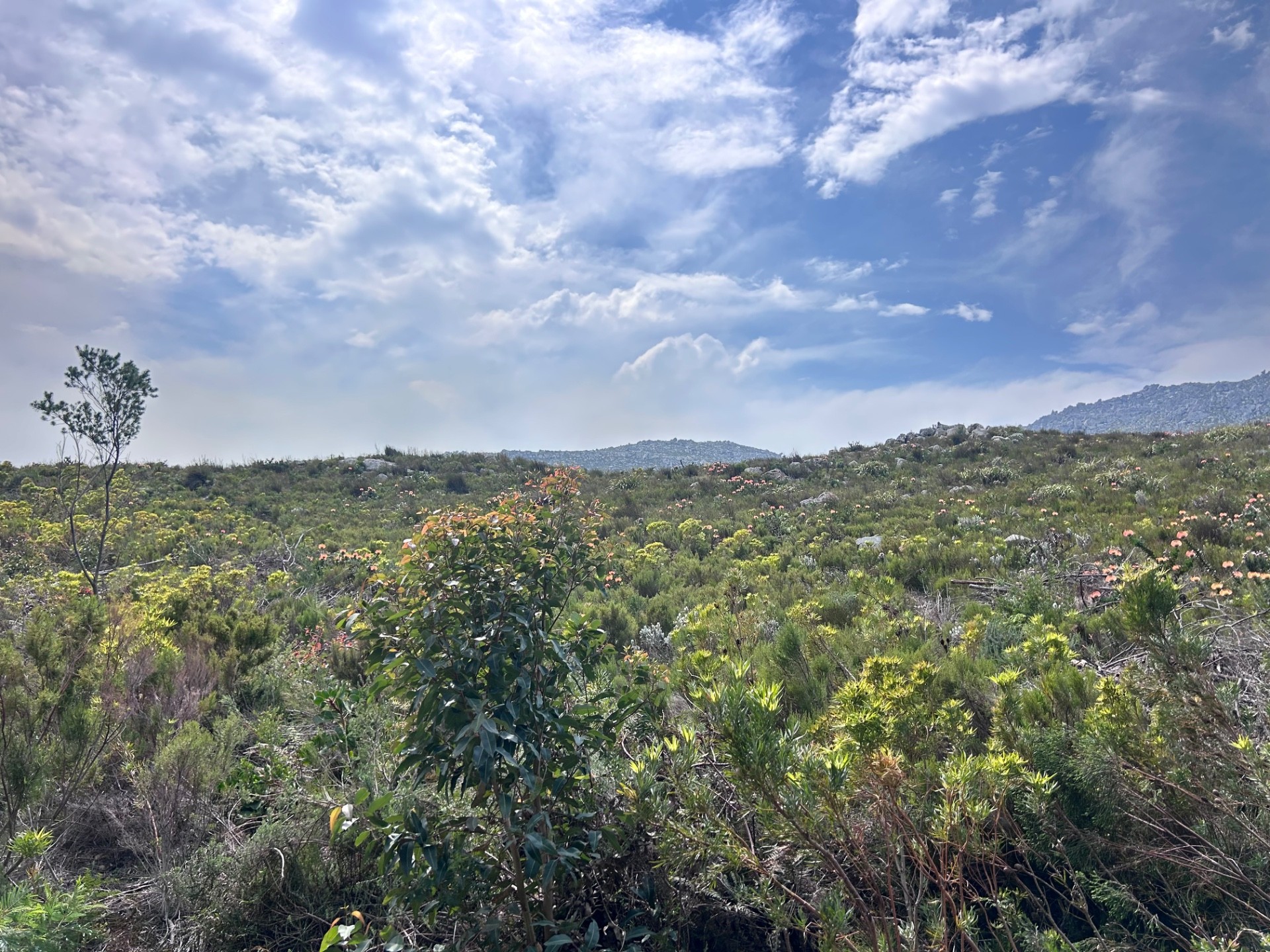 Small Holding for sale in Pringle Bay, 67 Hangklip farm, Pringle Bay, Western Cape, 86000 m²