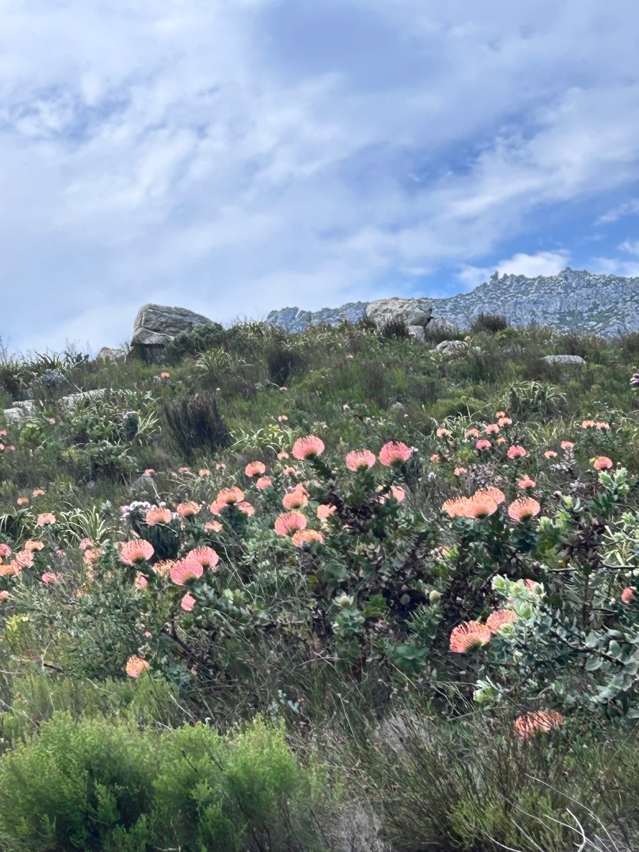 Small Holding for sale in Pringle Bay, 67 Hangklip farm, Pringle Bay, Western Cape, 86000 m²