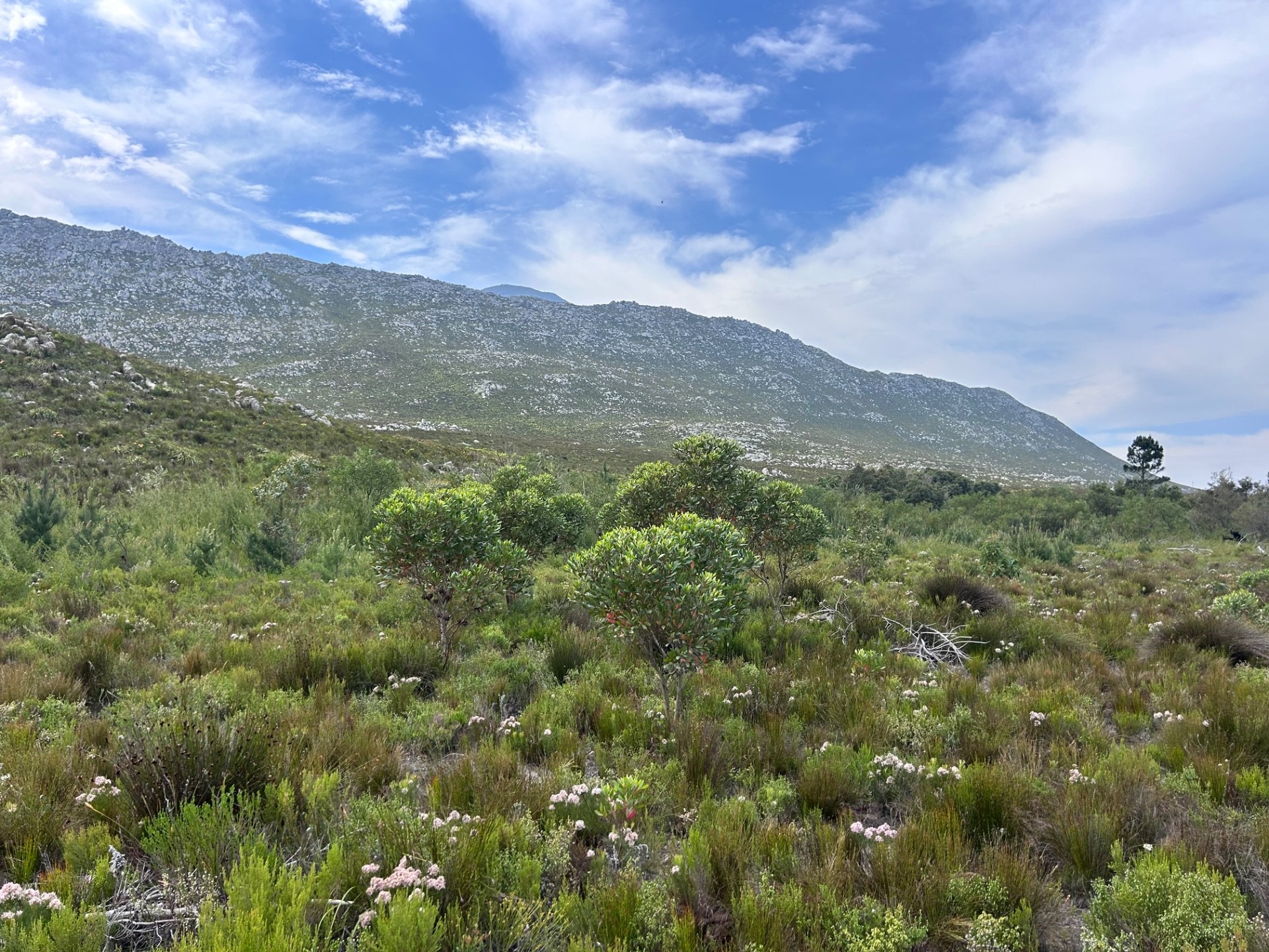 Small Holding for sale in Pringle Bay, 67 Hangklip farm, Pringle Bay, Western Cape, 86000 m²