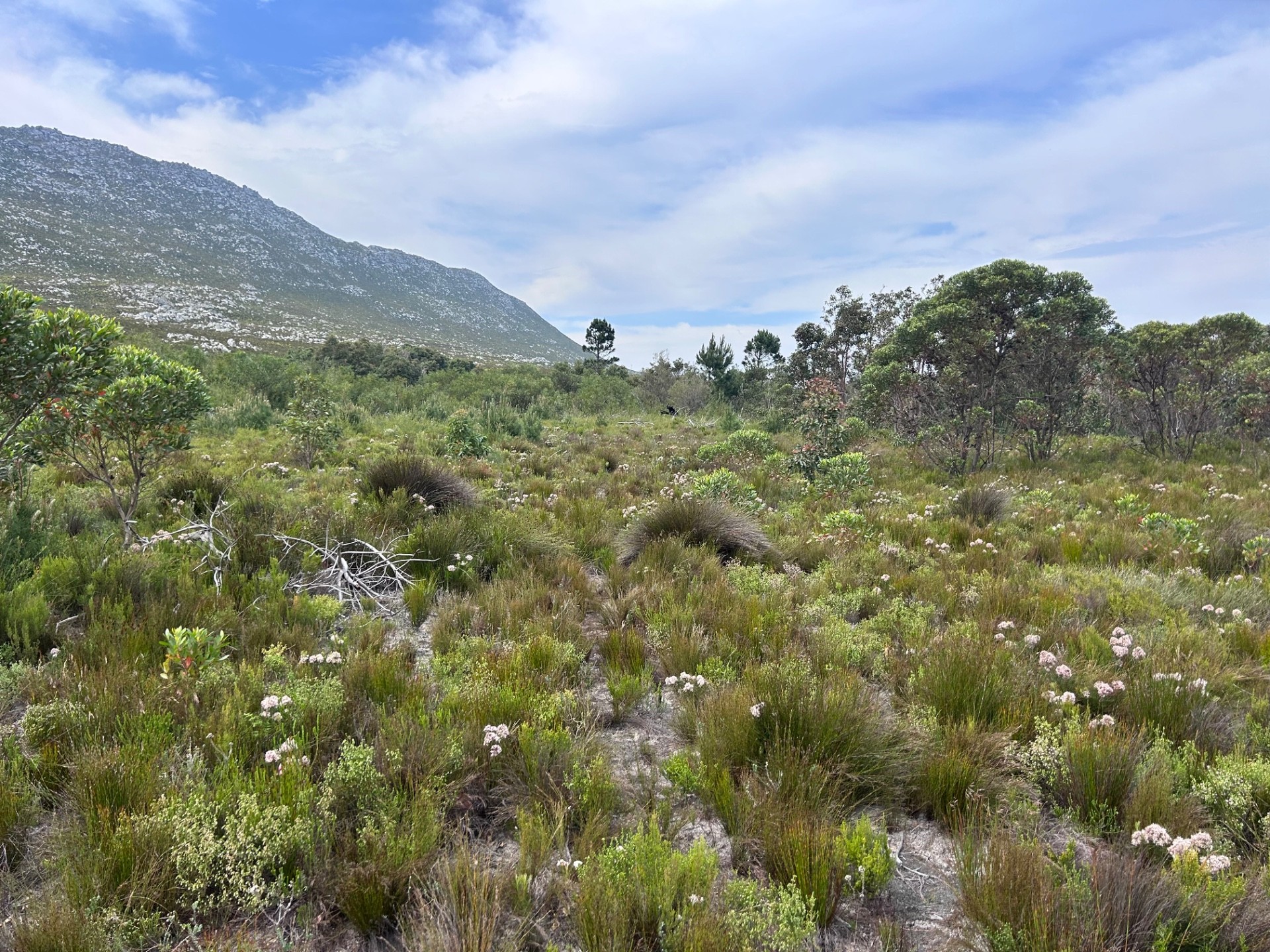 Small Holding for sale in Pringle Bay, 67 Hangklip farm, Pringle Bay, Western Cape, 86000 m²
