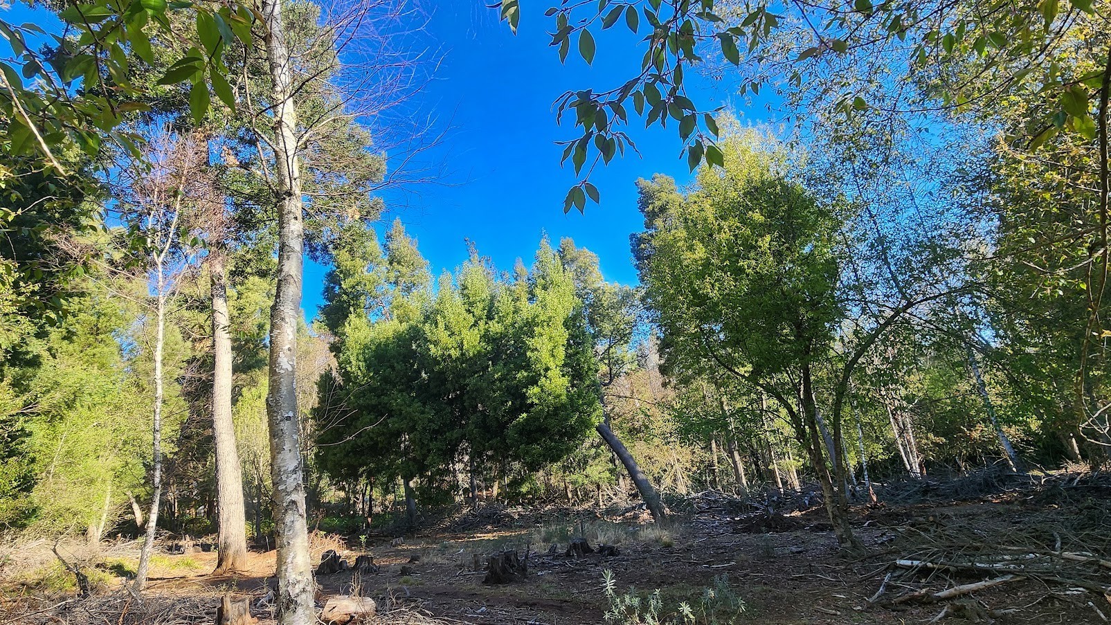 Vacant Land for sale in Hogsback, 16674 m²