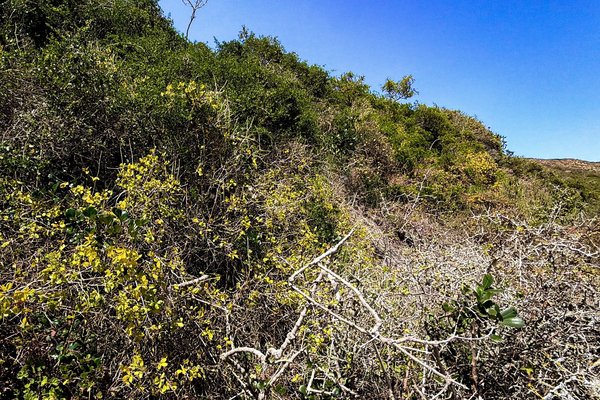 Vacant Land for sale in Amsterdamhoek, Port Elizabeth, 46 Amsterdamhoek Drive, Amsterdamhoek, Port Elizabeth, Eastern Cape, 1353 m²