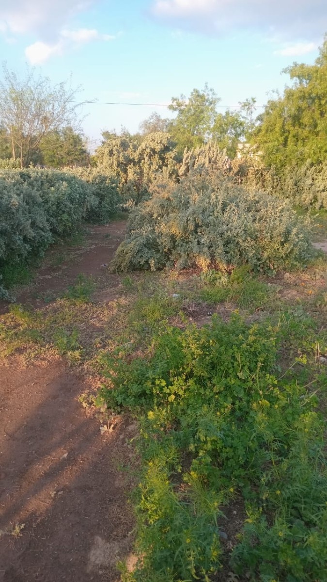 Vacant Land for sale in Beaufort West, 88 GAMKA, Beaufort West, Western Cape, 723 m²