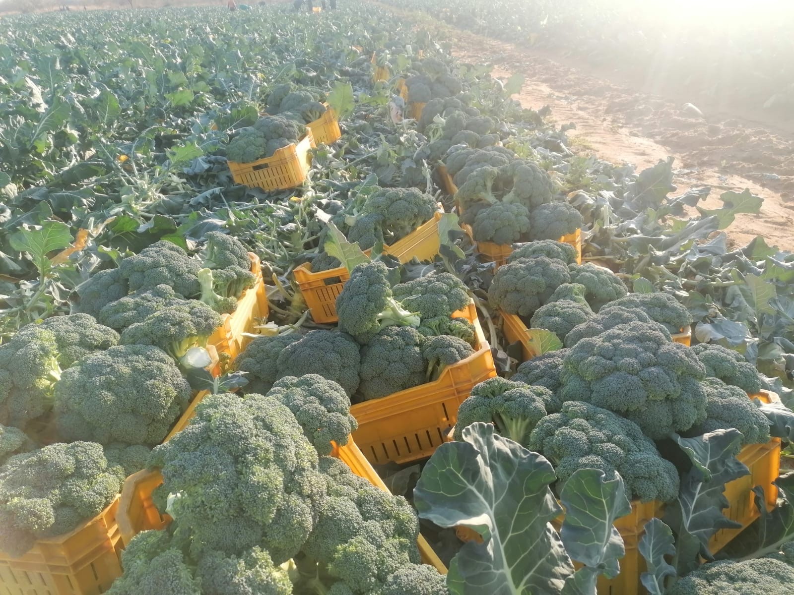 Farm for sale in Groblersdal, 1786000 m²