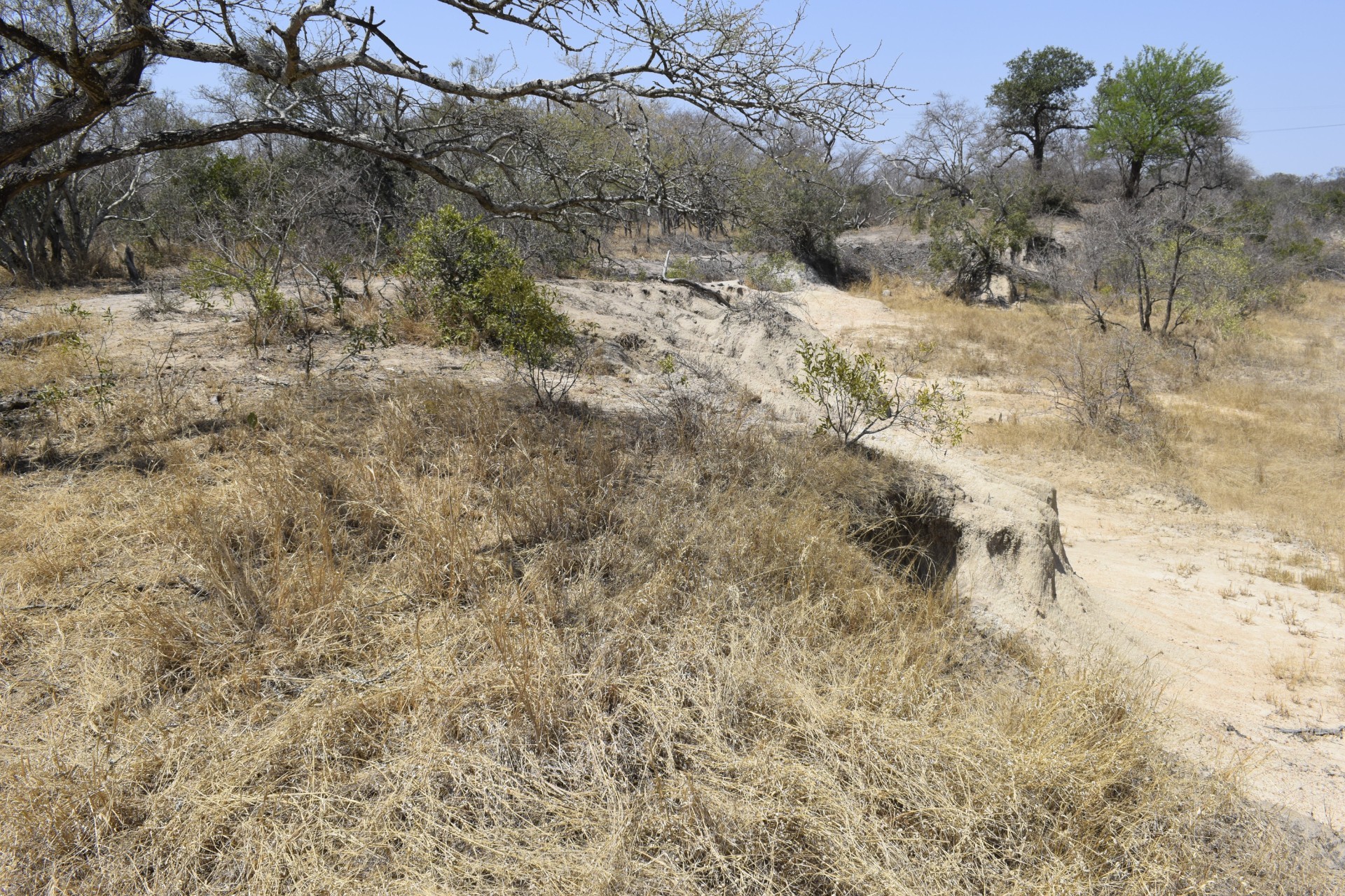House for sale in Moditlo Nature Reserve, Hoedspruit, 230 m²