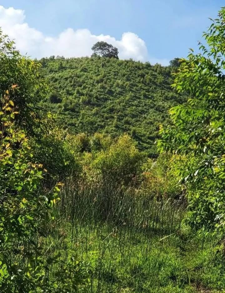 Farm for sale in Mandeni Rural, Mandeni, KwaZulu Natal