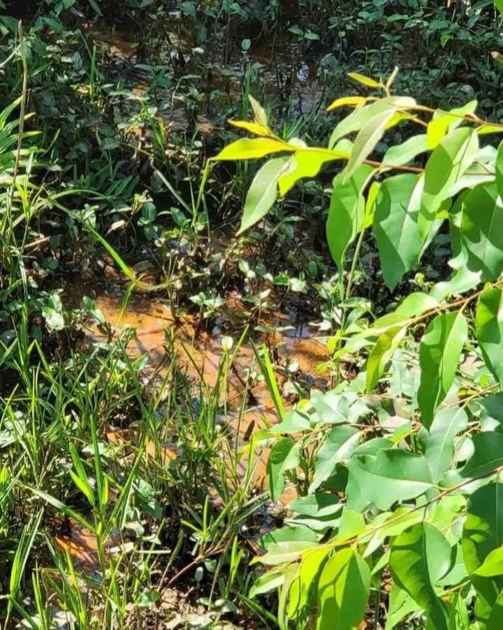 Farm for sale in Mandeni Rural, Mandeni, KwaZulu Natal