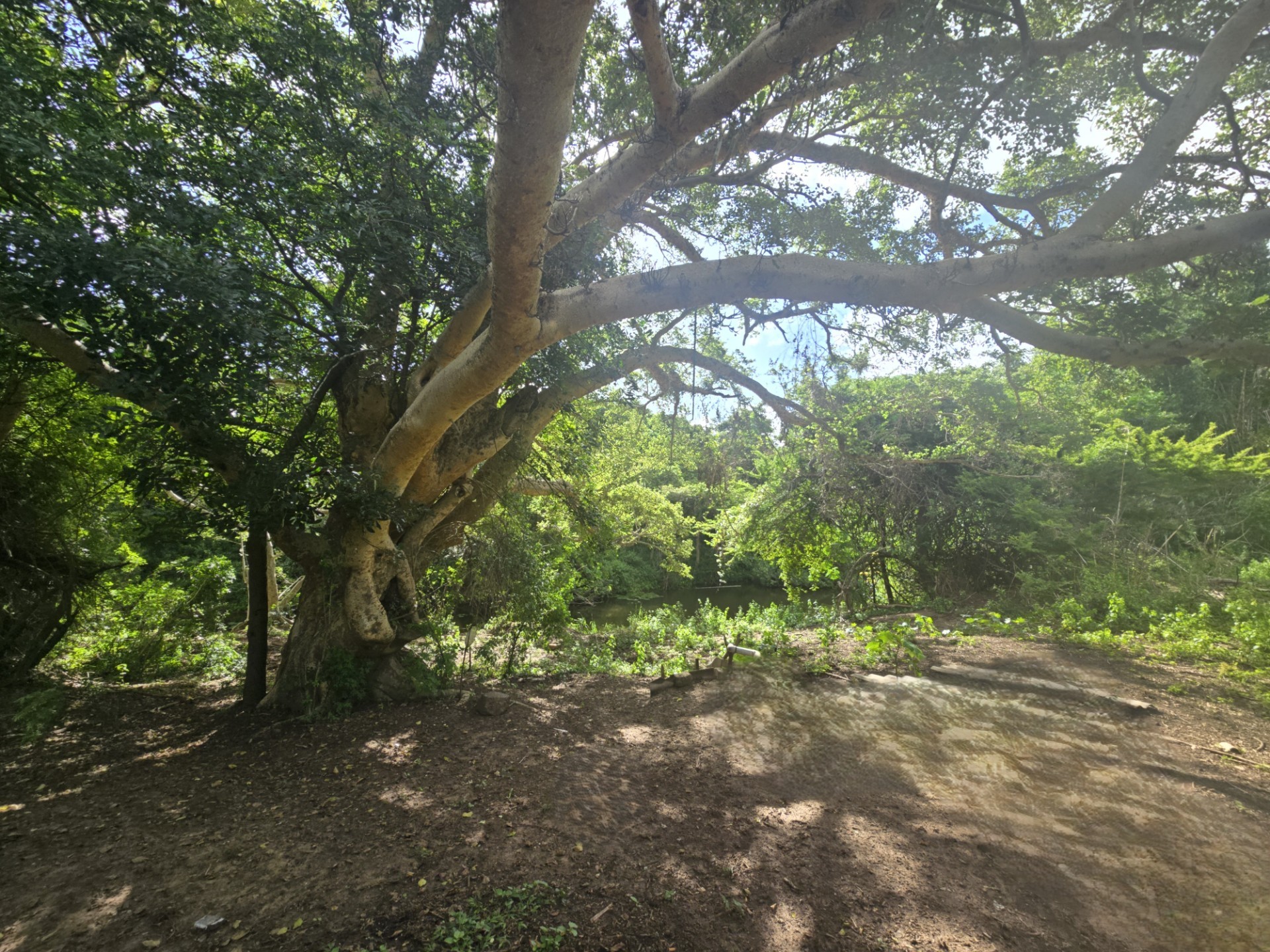 Farm for sale in Nseleni, Empangeni, KwaZulu Natal