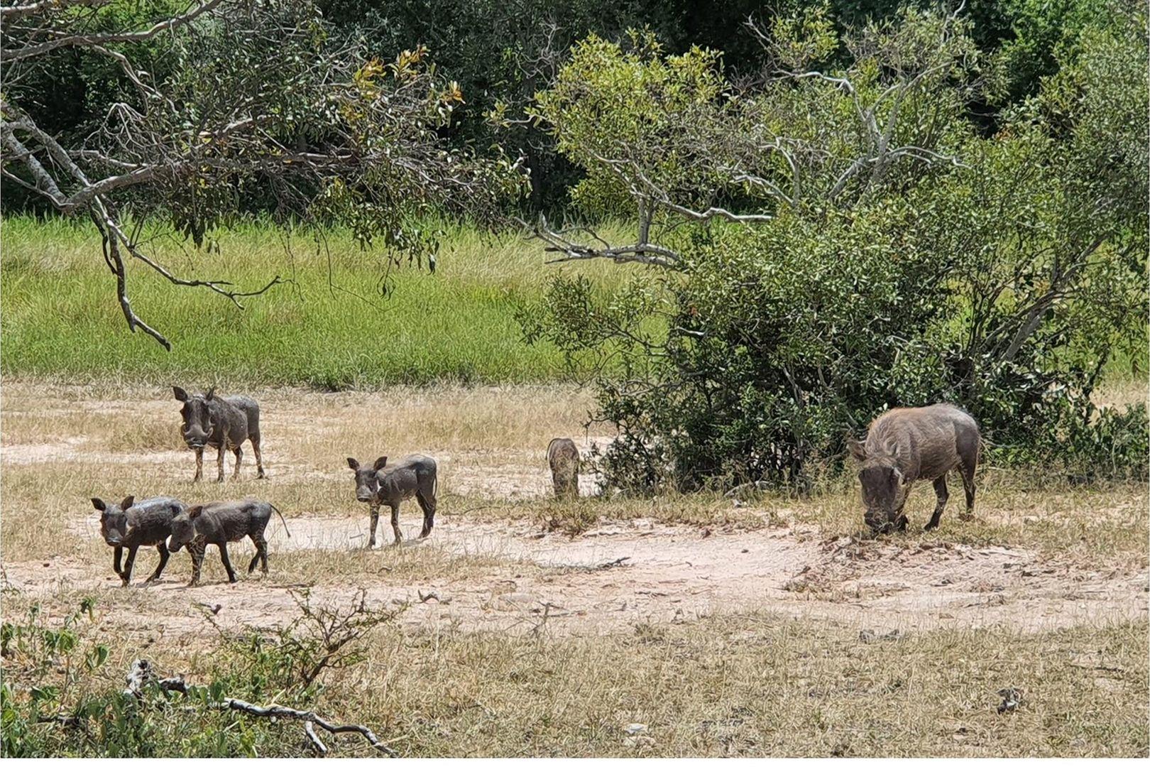Vacant Land For Sale in Moditlo Nature Reserve, Hoedspruit