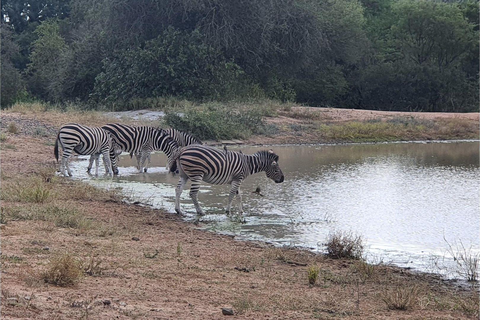 Vacant Land For Sale in Moditlo Nature Reserve, Hoedspruit